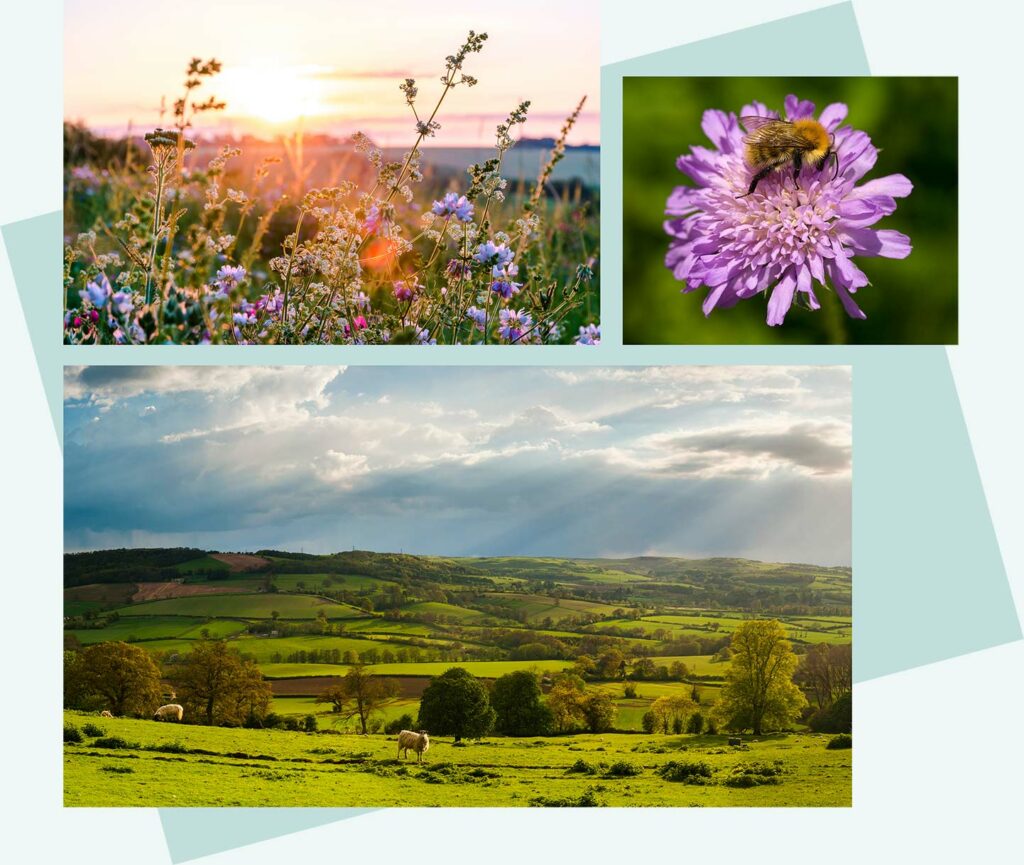 Landscape and ecology